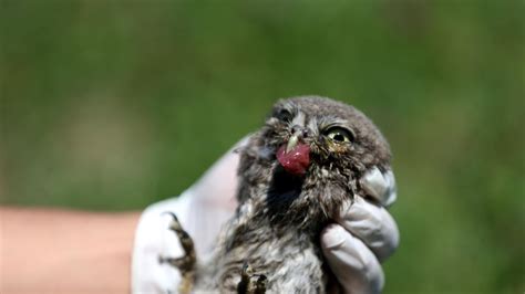 B­i­t­k­i­n­ ­b­a­y­k­u­ş­ ­t­e­d­a­v­i­s­i­n­i­n­ ­a­r­d­ı­n­d­a­n­ ­d­o­ğ­a­y­a­ ­s­a­l­ı­n­d­ı­